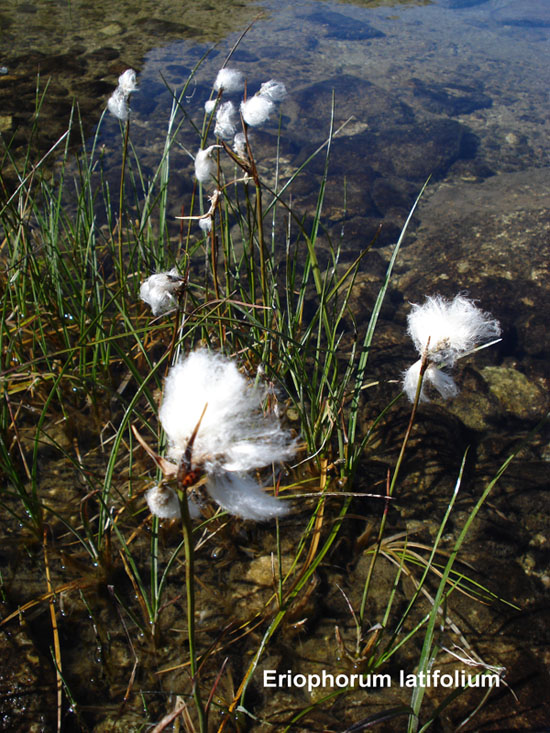 Eriophorum latifolium / Pennacchi dalla foglia larga